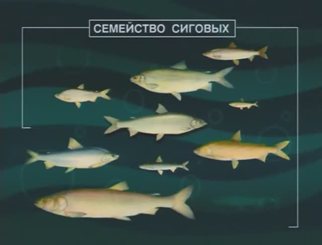 Почему считается, что Сиги из рода Coregonus в северных реках заменили рыб из семейства Карповые ? смотреть онлайн