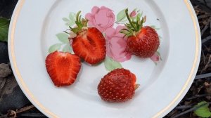 Обзор сорта клубники Царица
