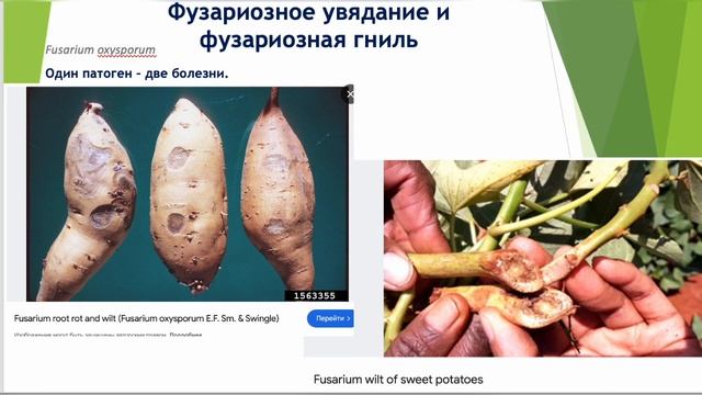 Чем батат болеет? И чем его лечить?