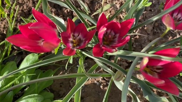 Little Beauty яскраво рожевий помітний здаля ботанічний тюл смотреть онлайн