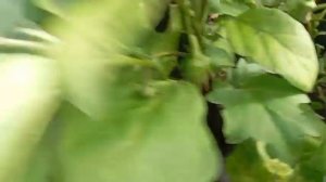 Баклажан Дестан F1 від Enza Zaden