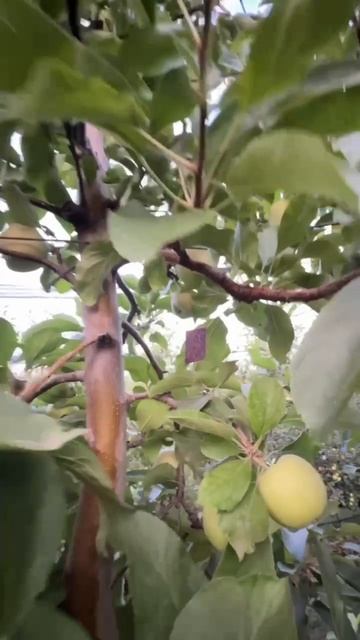 Испытания HARDI NEPTUN 2000 в хозяйстве «Край Сервис» | Ставропольский край