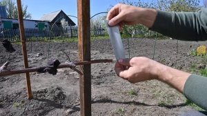 Как остановить «плач» лозы винограда при весенней обре
