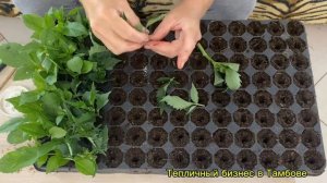 Как правильно укоренить георгины Патио.#георгины #цве?