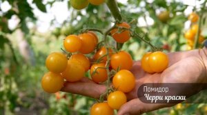 Десертный гибрид Черри краски. Не оторваться...