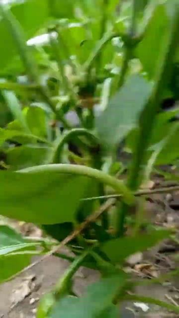 Самые лучшие сорта перца в мире 2023 г.!!! 16 сортов перца 20 смотреть онлайн