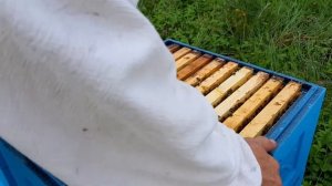 Плюсы двухматочного содержания пчел!