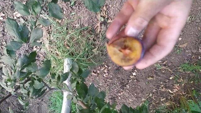 сорт сливи Європейської "Амерс". смотреть онлайн