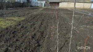 Обрезка Груши. Черешни. Однолеток.