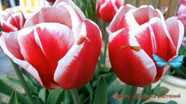 Тюльпан обыкновенный Дебютант (tulipa debutante) 🌿 обзор: как смотреть онлайн