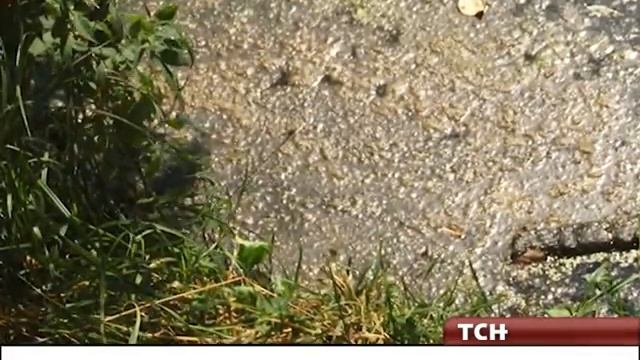 В Туле фонтан из фекалий выжег газон и уничтожил рыбу ?