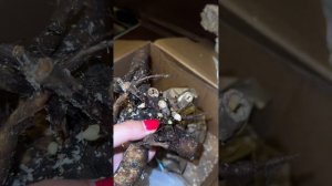 Распаковка посылки с пионами от разных продавцов N2 2024