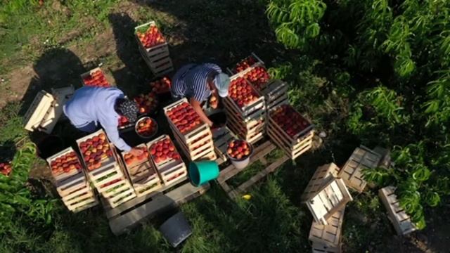 Harvesting peaches in Crimea. Сбор урожая персиков в Крыму смотреть онлайн