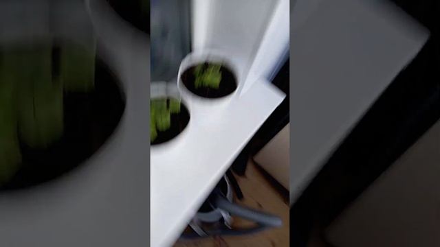 №9 пелоргонии живы но плохо растут смотреть онлайн