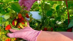 Клубника Орлец ,сорт очень крупный, обильный, сладкий.