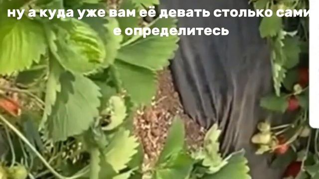 Подкормите Клубнику Вот Так — Урожай Будет ТОННАМИ!