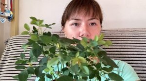 Комнатная роза сохнет? Сделайте так, и ваша роза не пог