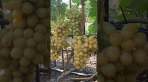 Обзор гф винограда Источник. Тел. для заказа материала