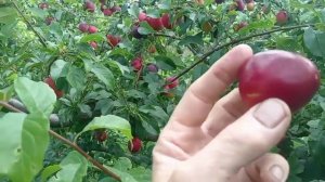 Обзор сорта крупноплодной алычи НАЙДЕНА