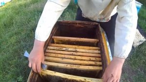 Расширение семьи в улье лежаке.