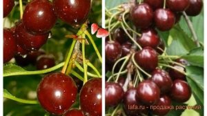 Вишня плодовая Харитоновская-Шоколадница 🌿 обзор: ка