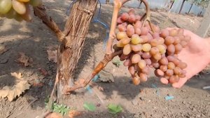 Виноград Медея