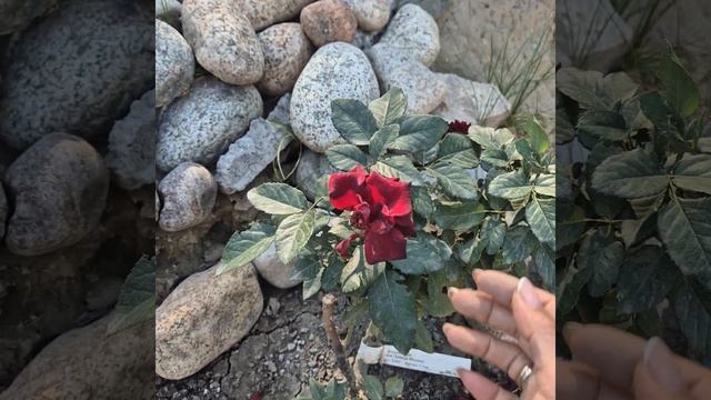 Что получила с Gardenmart Kz.