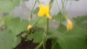 Теплица своими руками!