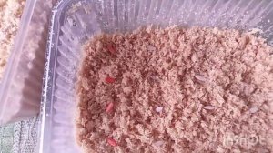Посадка семян огурцов на рассаду в опилки.