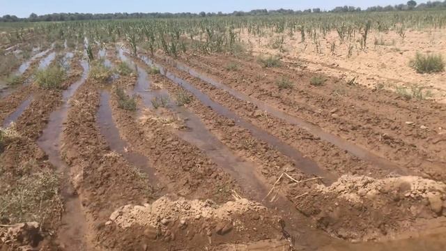 Полив кукурузы