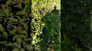 Ежевика Глория, три года без укрытия на зиму