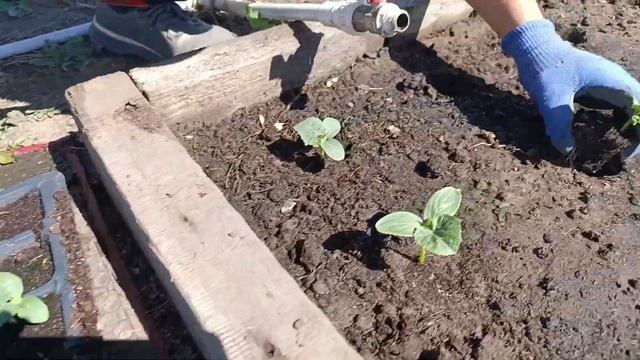 Как быстро посадить огурцы и помидоры??  наш способ. 14 м