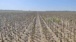 Уборка подсолнечника ЛГ 5555 | 18 августа 2025