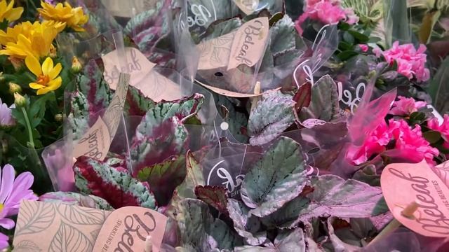 Цветочные полянки. Леруа Мерлен г Новокузнецк.🌺🌿🌺? смотреть онлайн