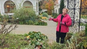 Осенняя обрезка ивы японской Хакуро Нишики, возможнос