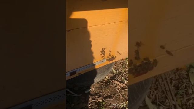 Медоносы Абхазии-барбарис акация-медосбор смотреть онлайн