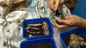 Проращивание георгин весной