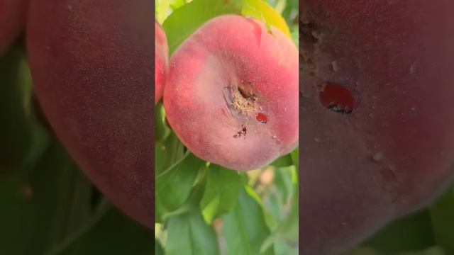 смаколик для гурманів #персик #садівництво #сад