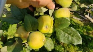 Сорт яблони Памяти Липунову. Северный Ренет Симиренко