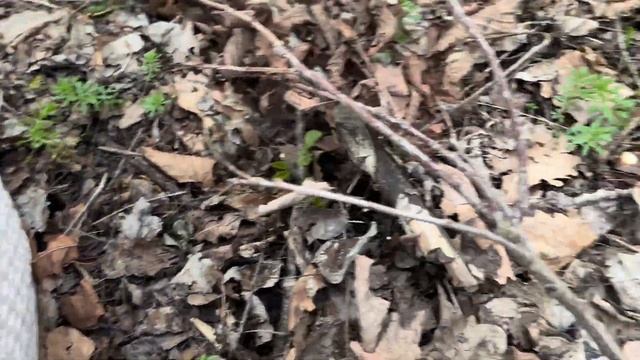 Сморчок- продолжение сбора! #тихая_охота #грибы #сморчк смотреть онлайн