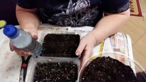 Сеем перец по методу Октябрины Ганичкиной.