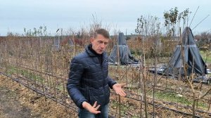 Легендарный фундук Северный14 на штамбе.