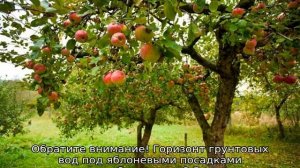 Яблоня Орлинка