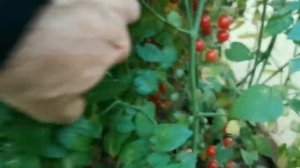 Ягоды или Помидоры? Сразу и не скажешь! Свит Пиа - Сладк