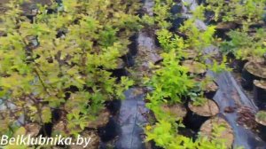 Первая обработка клубники. Абига-Пик. Рабочие будни. Bel