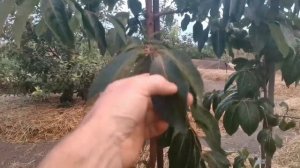 Чем лучше всего подкормить хурму