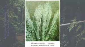 Биология 11 кл Теремов §50 Жизненные формы организмов