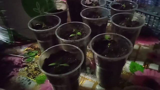 посадка баклажанов и перцев #огород #рассада