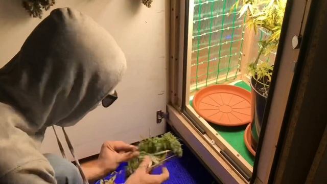 Auto Gagarin 90 days ! HARVEST 💚✅ Выращивание Марихуаны, конопли , смотреть онлайн