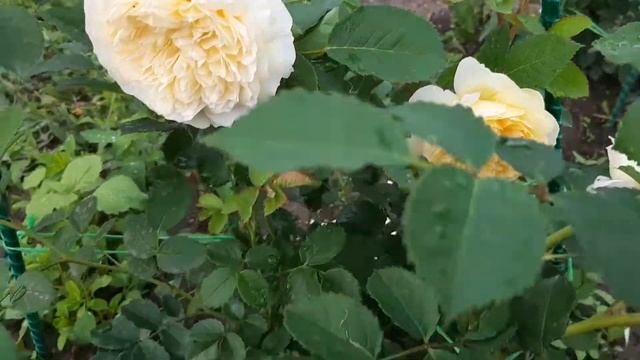 Роза Пилигрим( The Pilgrim) смотреть онлайн